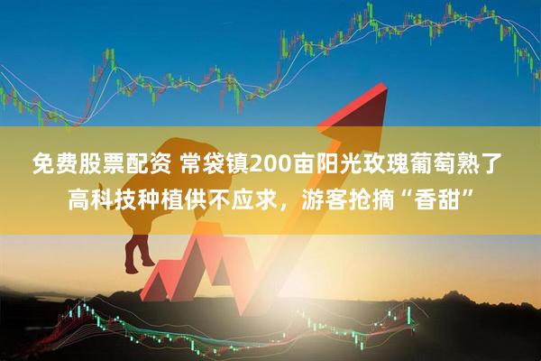 免费股票配资 常袋镇200亩阳光玫瑰葡萄熟了 高科技种植供不应求，游客抢摘“香甜”